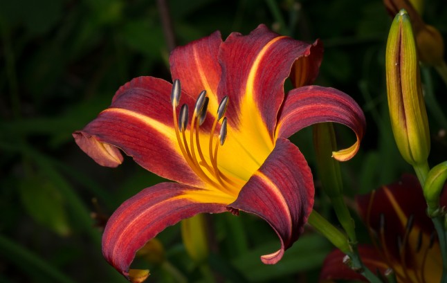 Close up of a red daylily