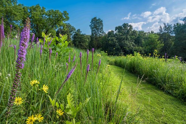 A mown path through a meadow with native grasses and wildflowers