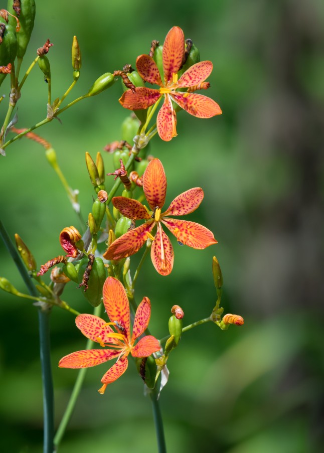 Orange spotted blackberry-lily.