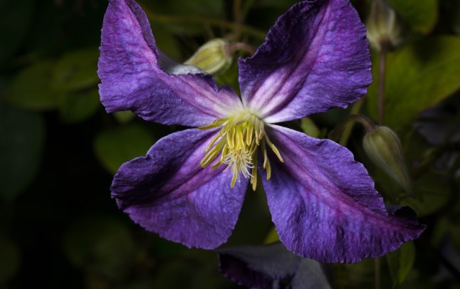 Close-up of blue clematis Jackmanii flower with a white center and prominent stamens surrounding the stigma.