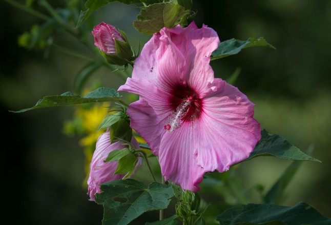 Pink Hibiscus flower with red center and long withe and pink stigma.