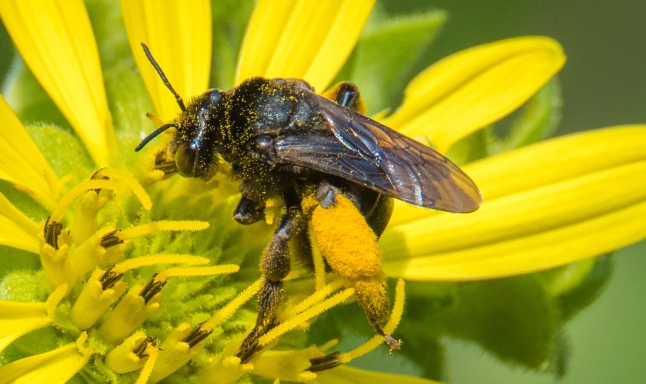 Close up of bumlebee covered in pollen grains. 