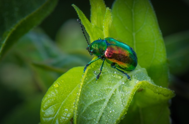 Irridecent green and red Dogbane beetle.