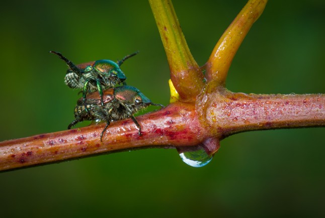Japanese beetles mating.